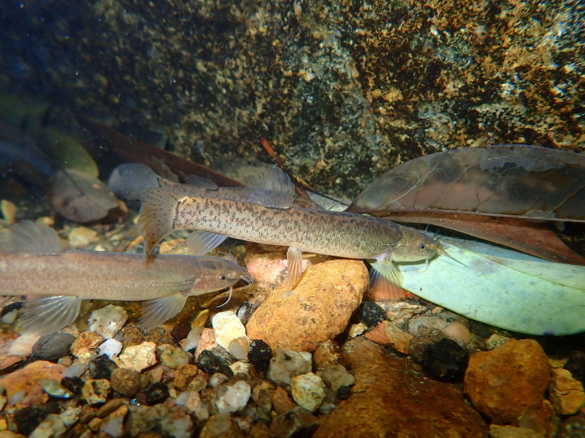 Imagem de Oreonectes platycephalus Günther 1868