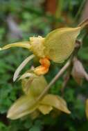 Image of Stanhopea graveolens Lindl.