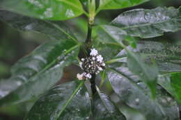 Image of Palicourea axillaris (Sw.) Borhidi