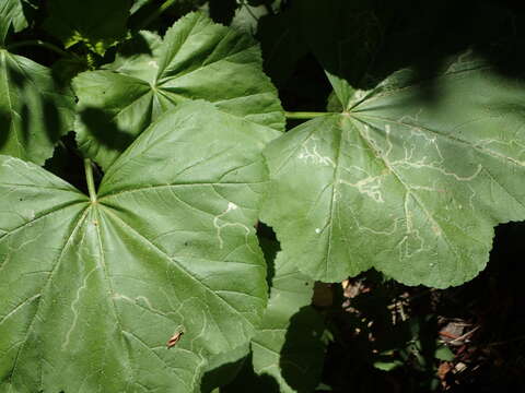 Image of Calycomyza malvae Burgess 1880