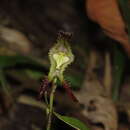 Image de Porroglossum mordax (Rchb. fil.) H. R. Sweet