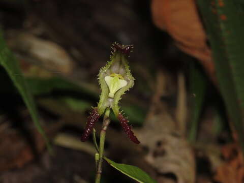 Image of Porroglossum mordax (Rchb. fil.) H. R. Sweet