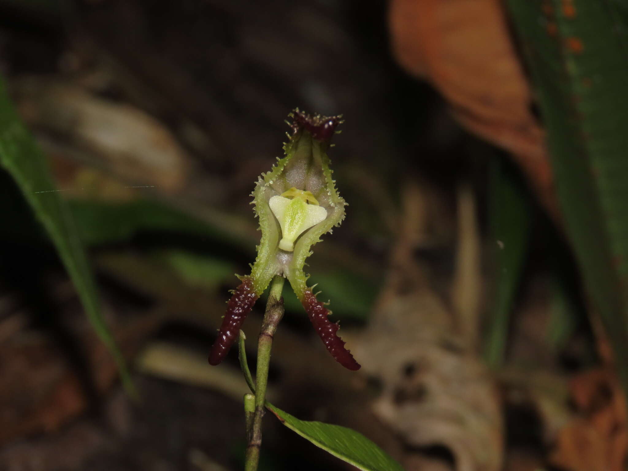 Imagem de Porroglossum mordax (Rchb. fil.) H. R. Sweet