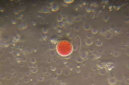 Image of Haematococcus lacustris