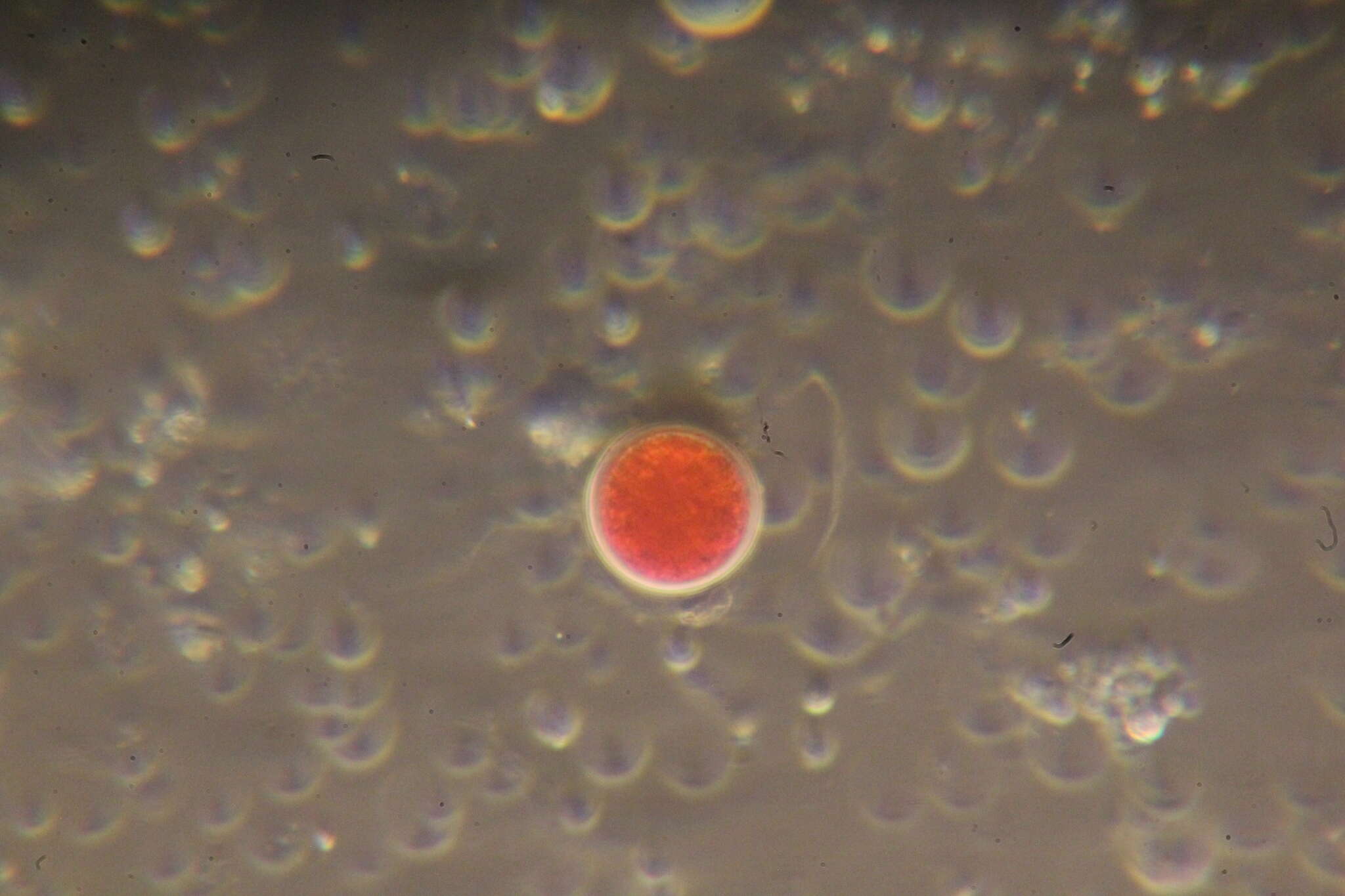 Image of Haematococcus lacustris