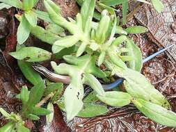 Image of Oak Forest Skink