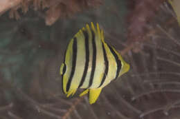 Image of Eight Banded Butterflyfish