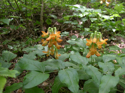 Imagem de Lathyrus aureus (Steven) D. Brandza