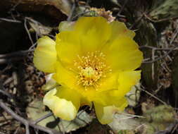 Image of Opuntia bravoana E. M. Baxter