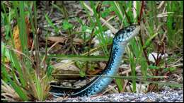 Image of Thamnophis sirtalis similis Rossman 1965