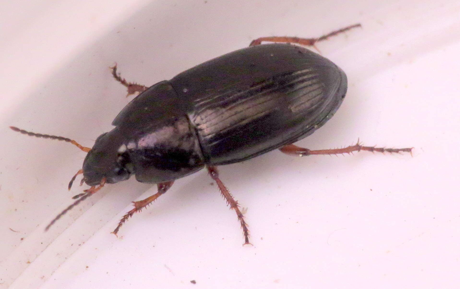 Image of Ground beetle