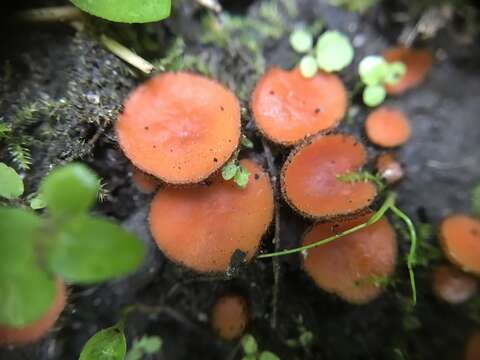 Image of Scutellinia umbrorum (Fr.) Lambotte 1887