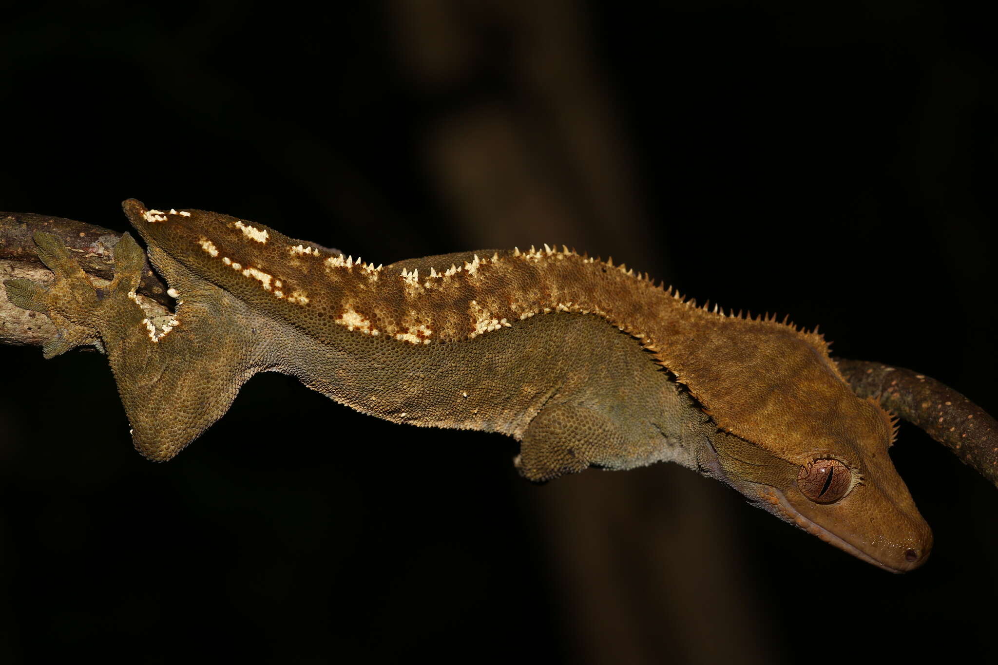 Imagem de Correlophus ciliatus Guichenot 1866