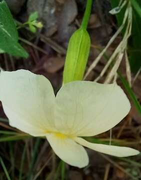 Image of Thunbergia huillensis S. Moore