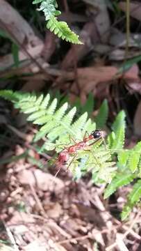 Image of Myrmecia comata Clark 1951