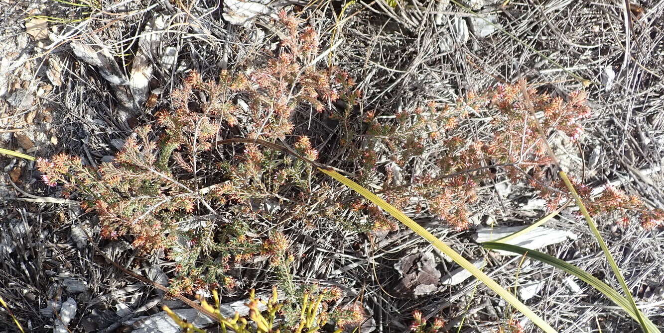 Plancia ëd Erica similis (N. E. Br.) E. G. H. Oliver