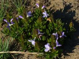 Plancia ëd Barleria monticola Oberm.