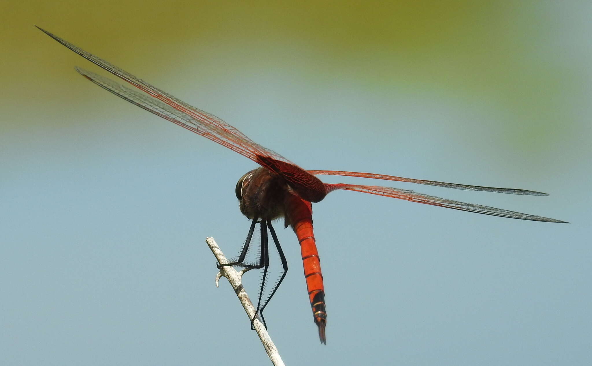 Image of Tramea stenoloba (Watson 1962)