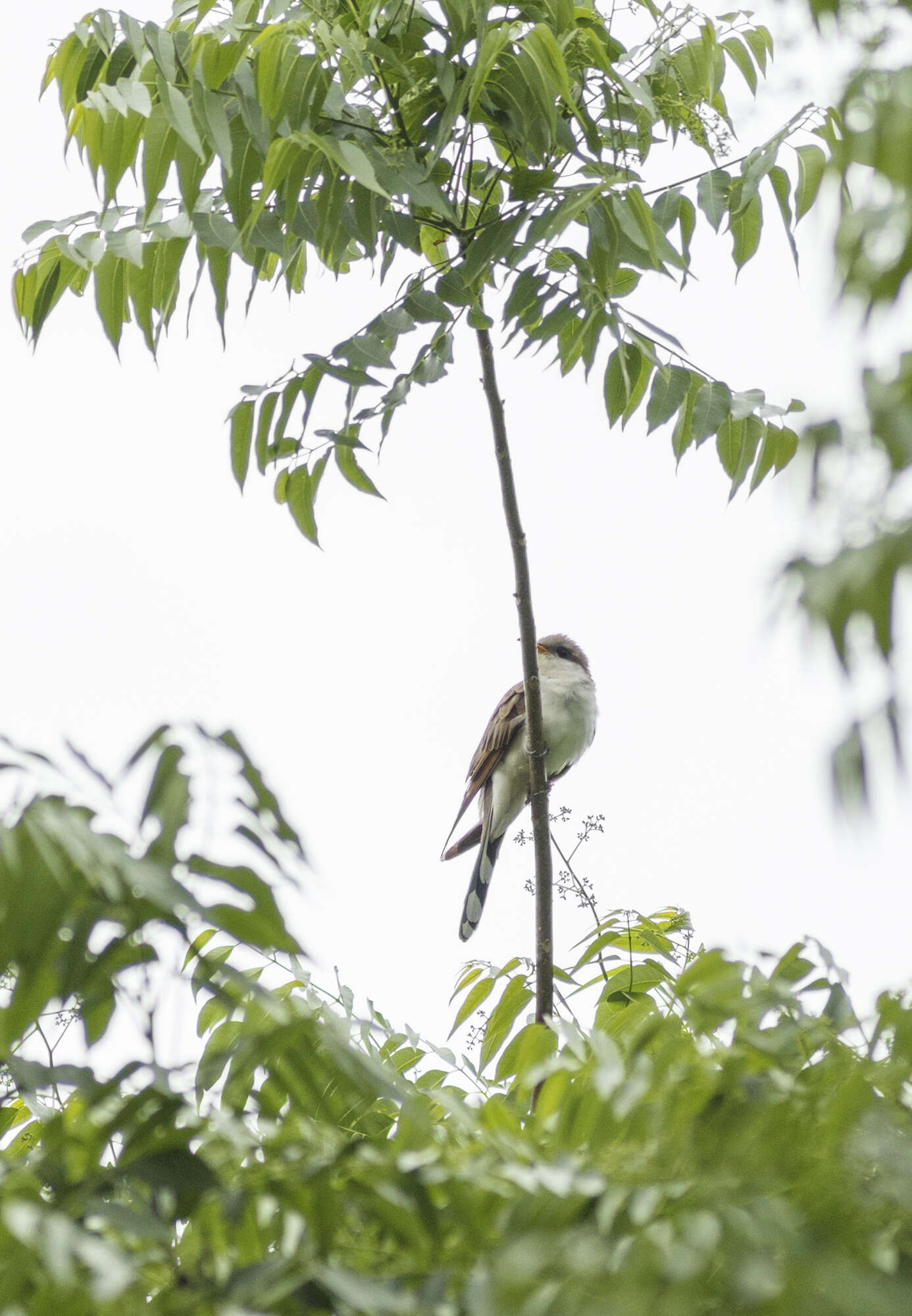 Image of Yellow-billed Cuckoo