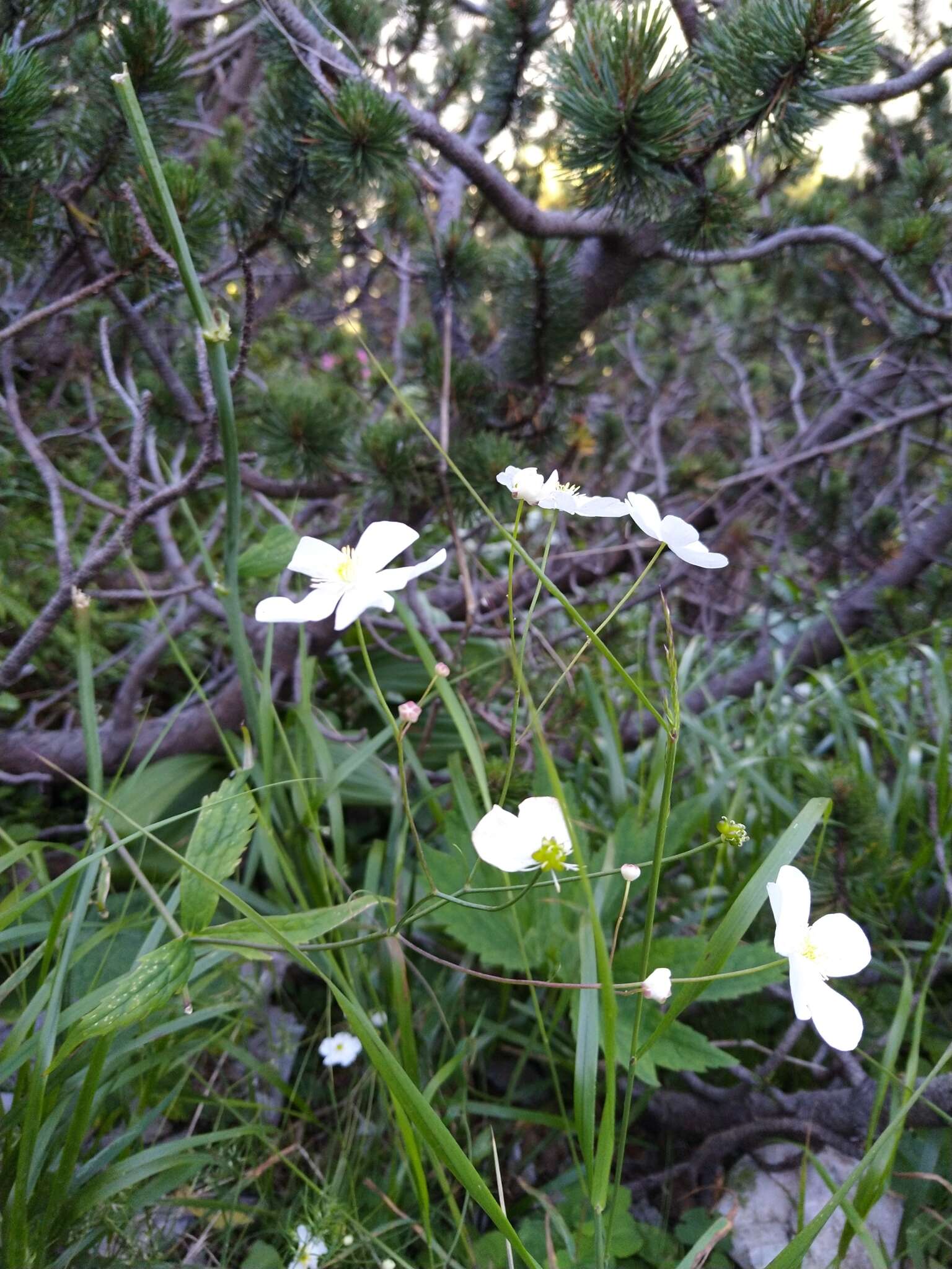 Plancia ëd Ranunculus platanifolius L.