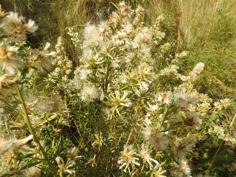 Image of Baccharis linearifolia (Lam.) Pers.