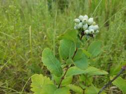 Imagem de Symphoricarpos occidentalis Hook.