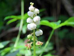 Image of common wintergreen