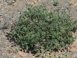 Image of Delosperma peersii Lavis