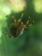 Image of Bijoaraneus komachi Tanikawa, Yamasaki & Petcharad 2021