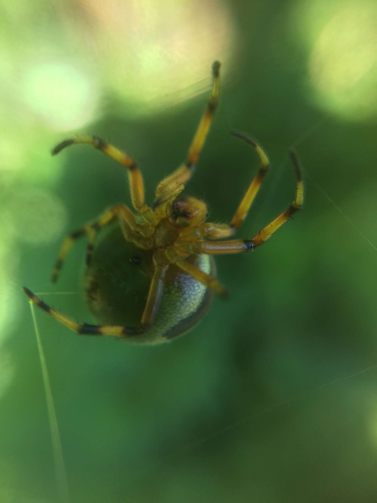 Image of Bijoaraneus komachi Tanikawa, Yamasaki & Petcharad 2021