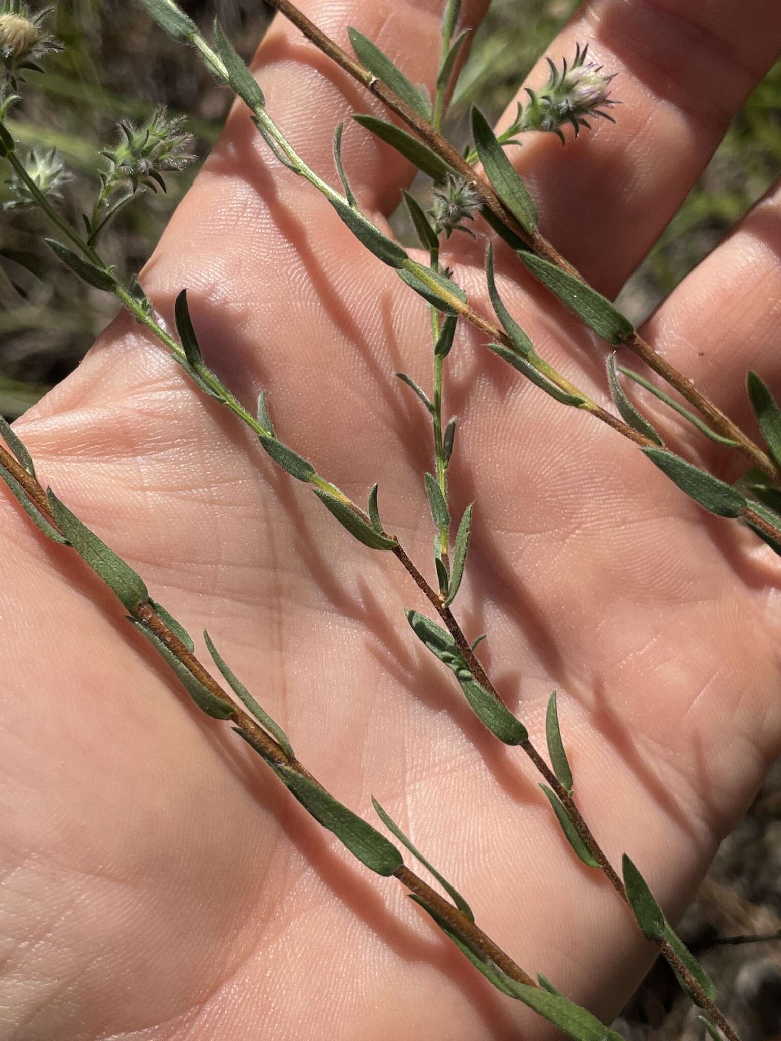 Image of Symphyotrichum plumosum (Small) Semple