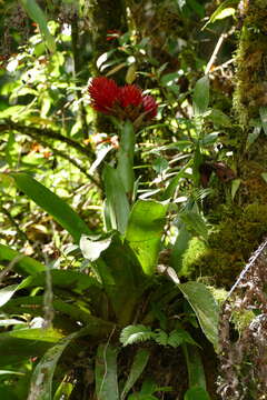 Image of Guzmania conifera (André) André ex Mez