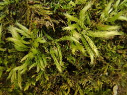 Image of streaky feather-moss