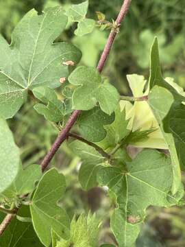 Imagem de Gossypium herbaceum subsp. africanum (Watt) Vollesen