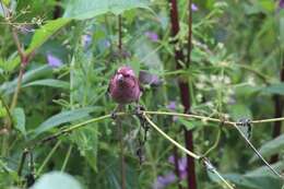 Image of Pink-browed Rosefinch