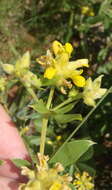 Image of Pearsonia cajanifolia subsp. cajanifolia