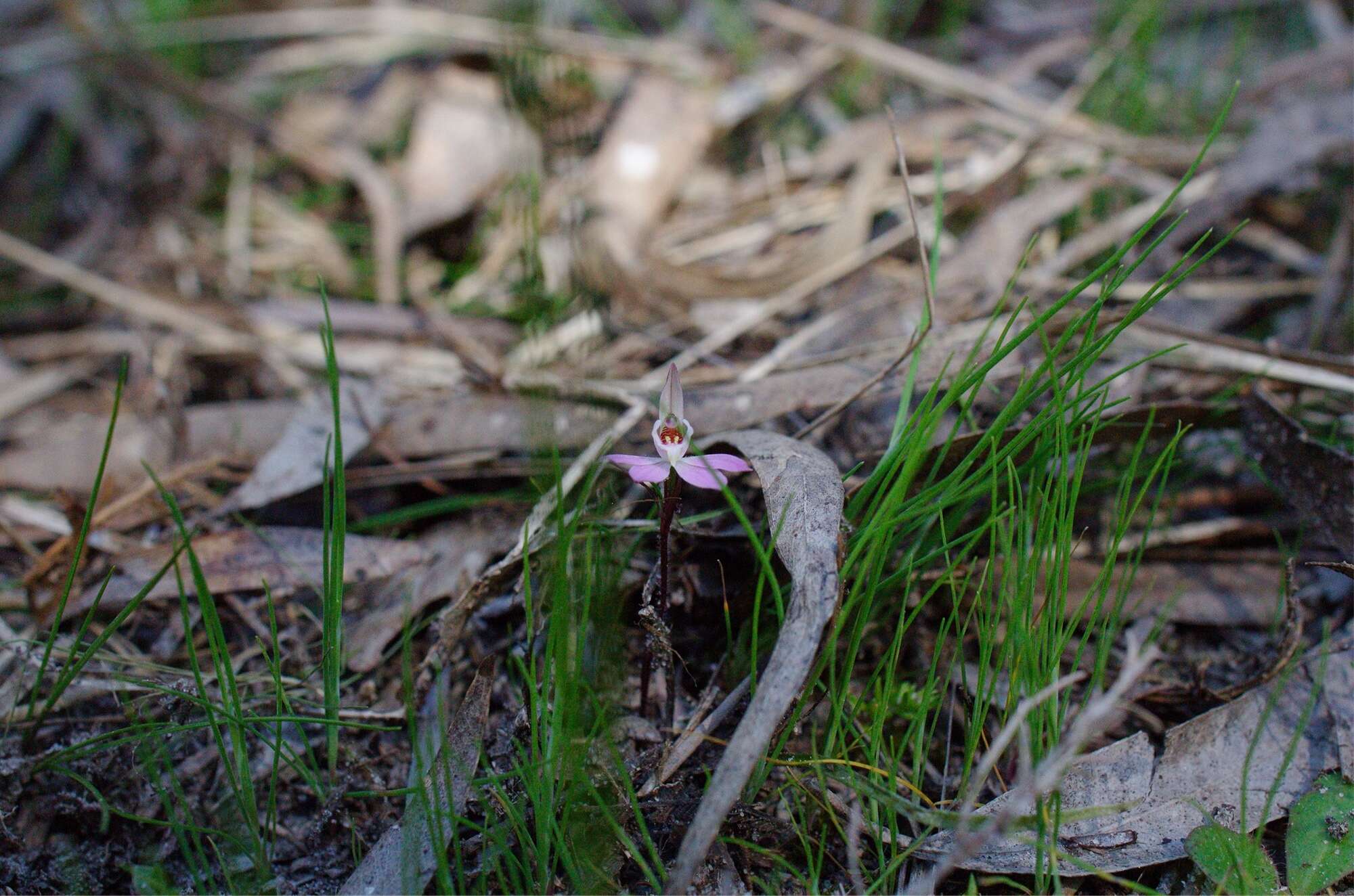 Image of Dusky fingers orchid