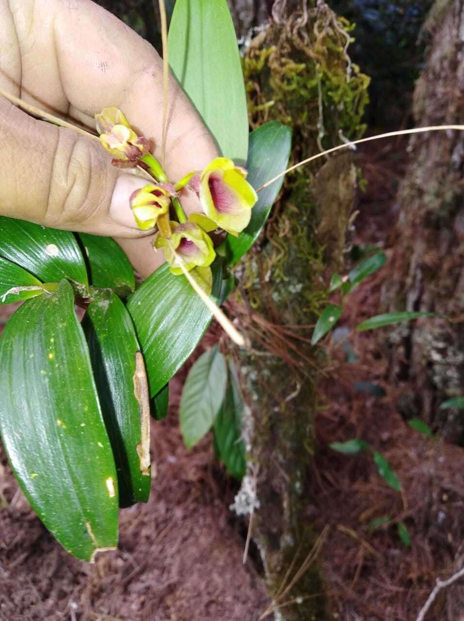 Слика од Epidendrum eximium L. O. Williams