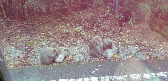 Image of Yakushima Macaque