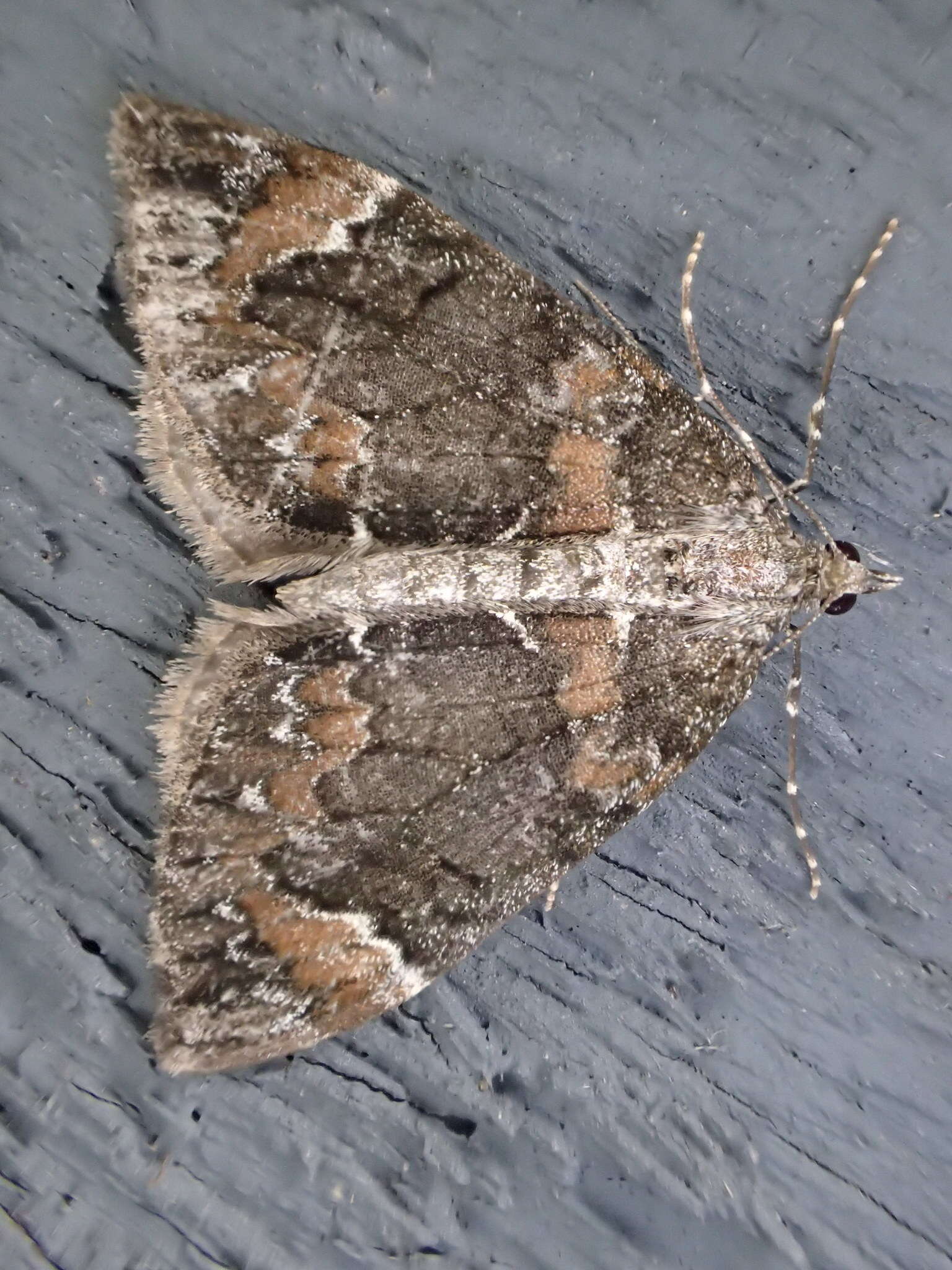 Image of Dark Marbled Carpet