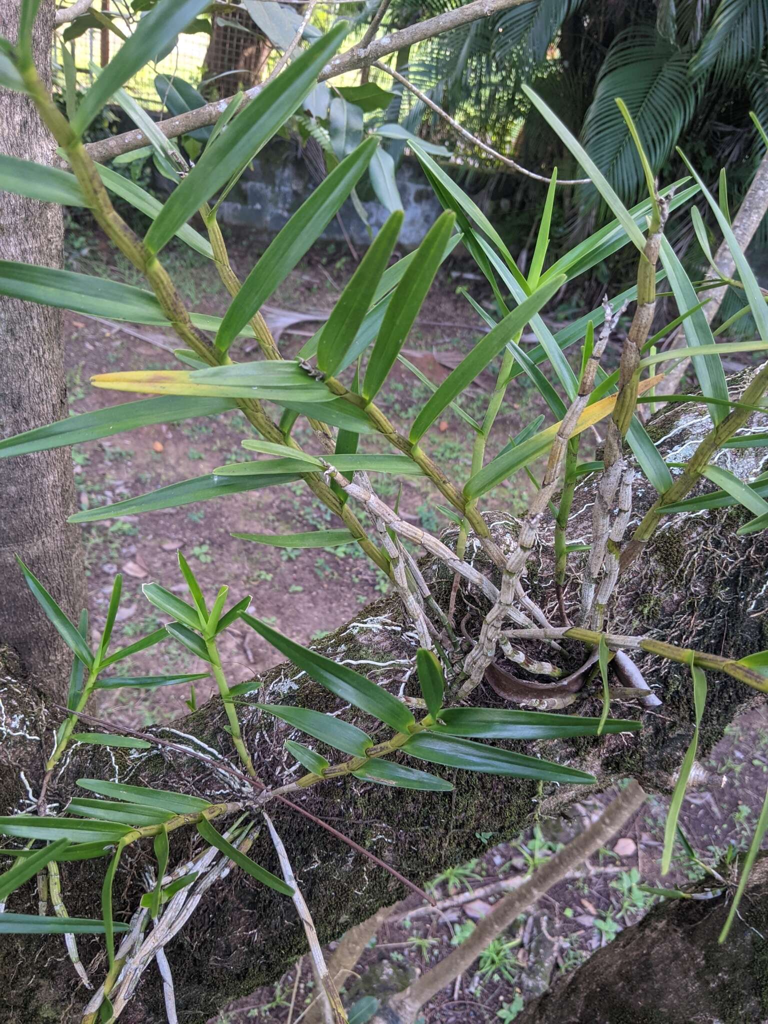 Imagem de Dimerandra emarginata (G. Mey.) Hoehne