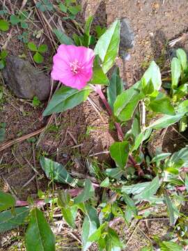 Image of Oenothera deserticola (Loes.) Munz