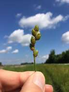 Image of broadwing sedge