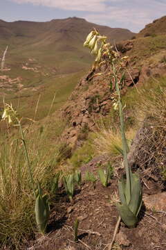 Слика од Ornithogalum viridiflorum (I. Verd.) J. C. Manning & Goldblatt