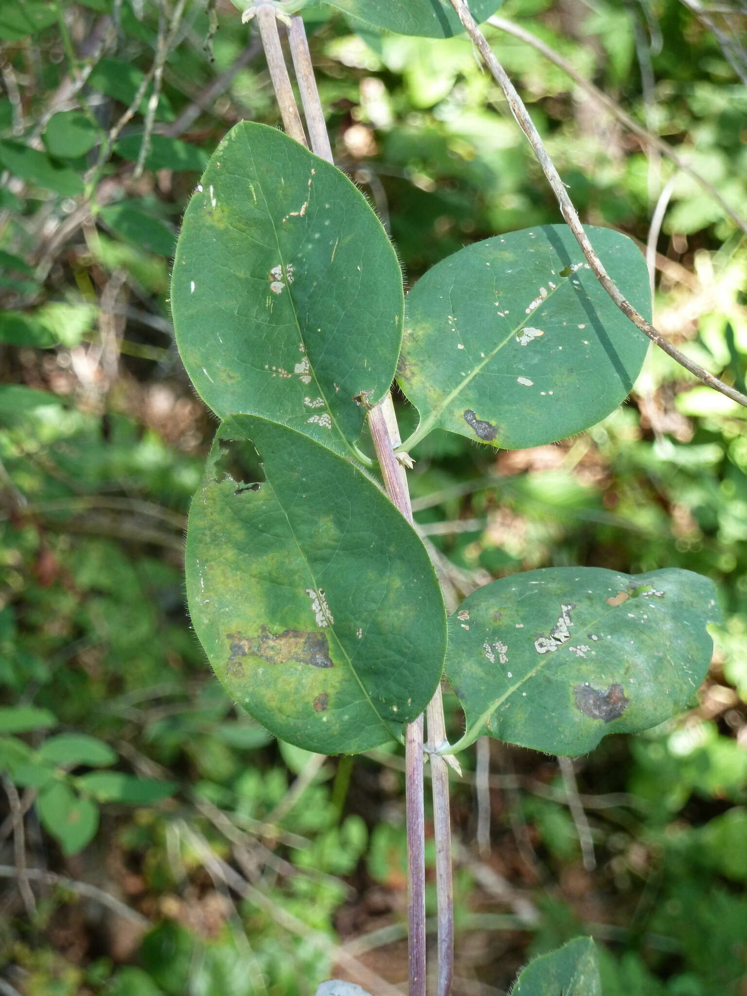 Image of Orange Honeysuckle