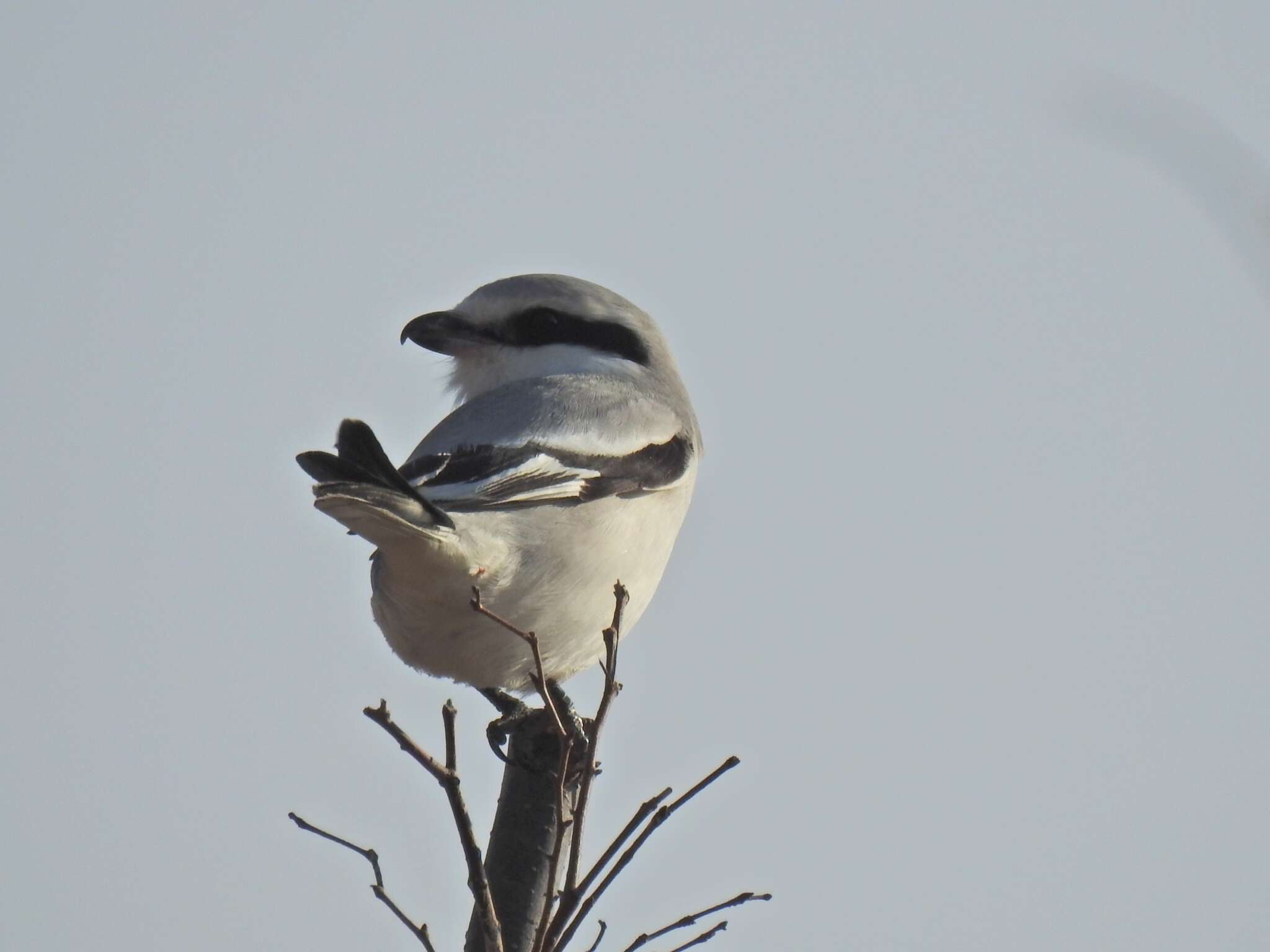 Image of Chinese Grey Shrike