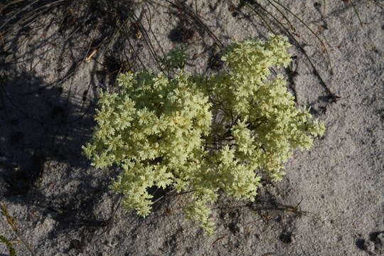 Image of Oligarrhena micrantha R. Br.