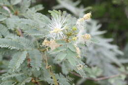 Image of Desmanthus fruticosus Rose