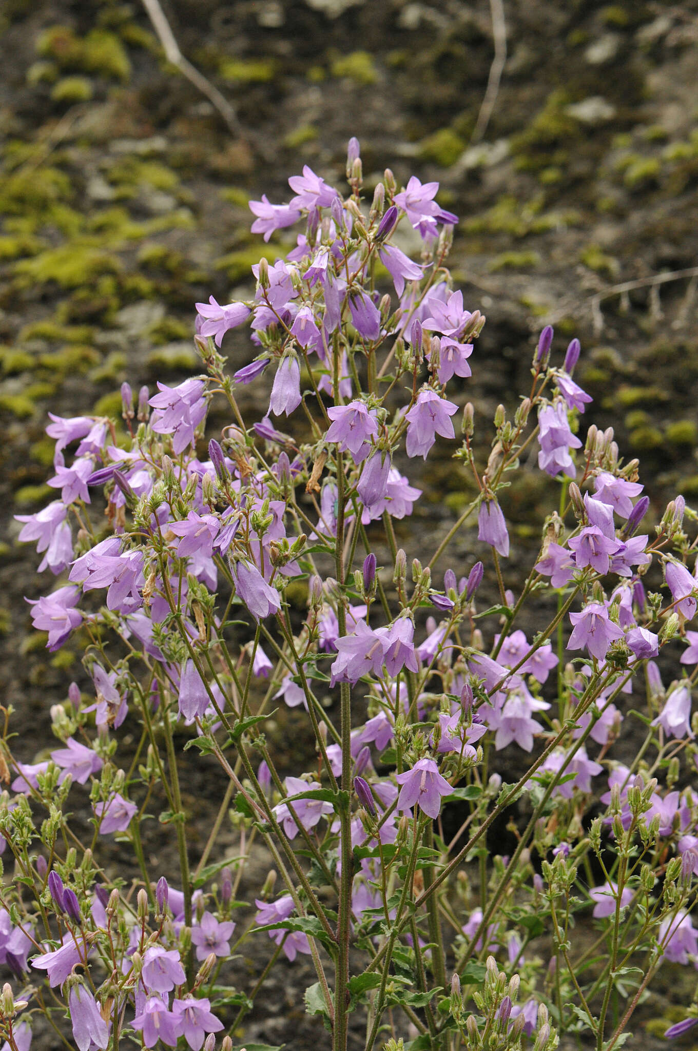 Image of Campanula sibirica subsp. hohenackeri (Fisch. & C. A. Mey.) Damboldt