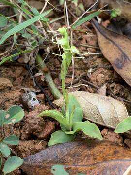 Image of Long Tentacle Orchid